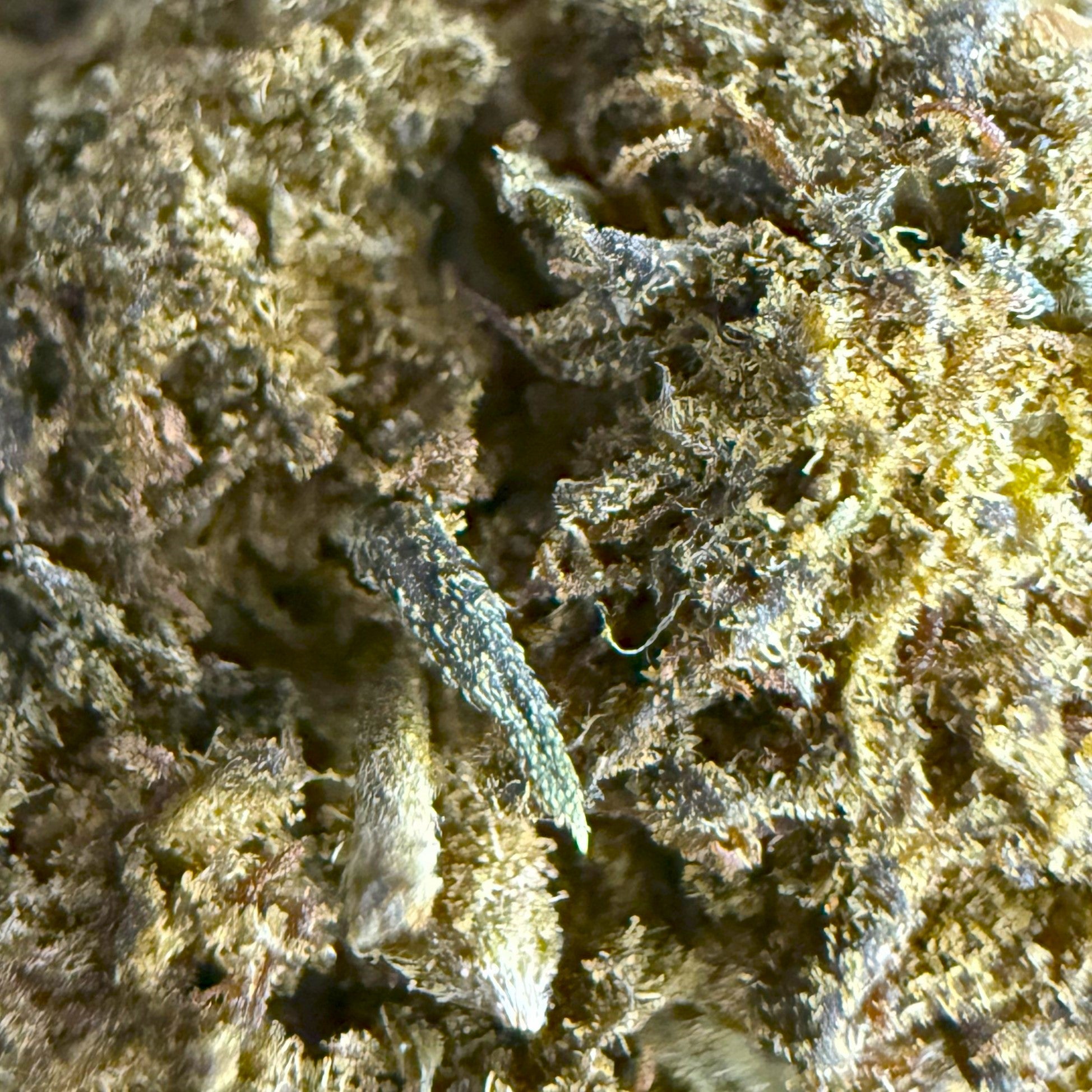 Fleur Acapulco HPC & CBD – indoor, vente en ligne premium, effet puissant – dès 4,89 €/g – Cdelafrappe