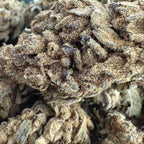 Master Kush CBD Big Bud - Outdoor