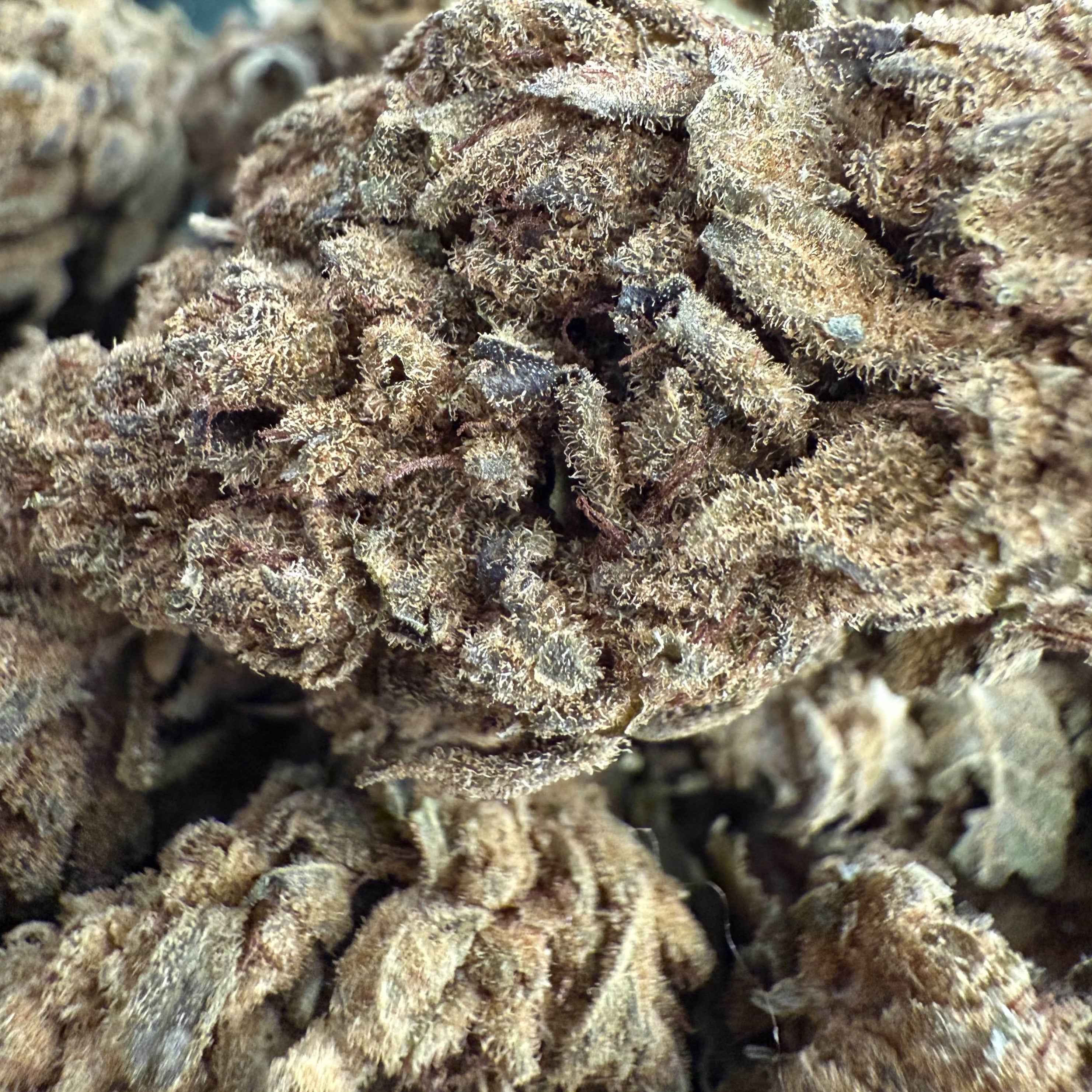 Master Kush CBD Big Bud - Outdoor