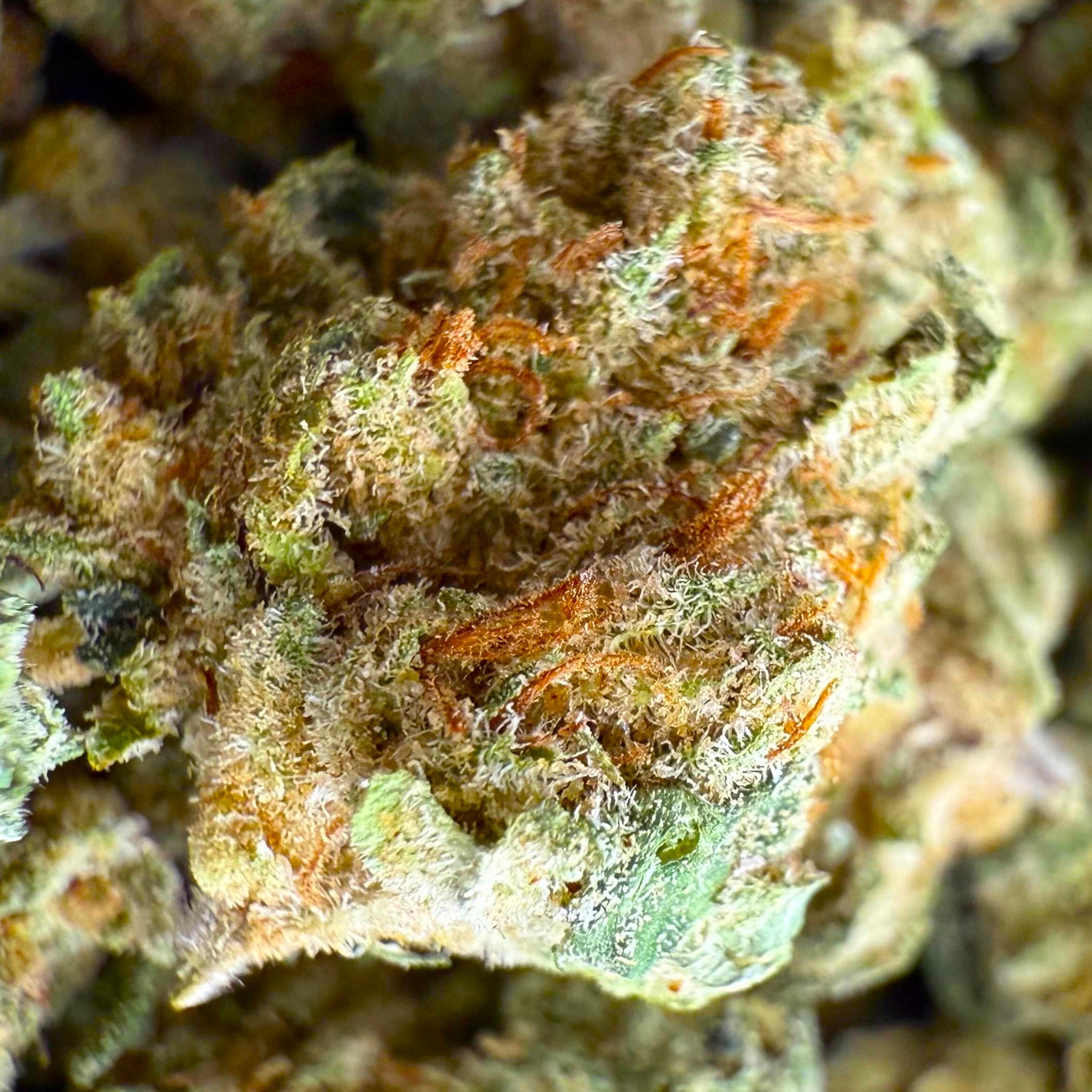 Gros plan fleur CBD Amnesia hydroponique – qualité premium et prix attractif