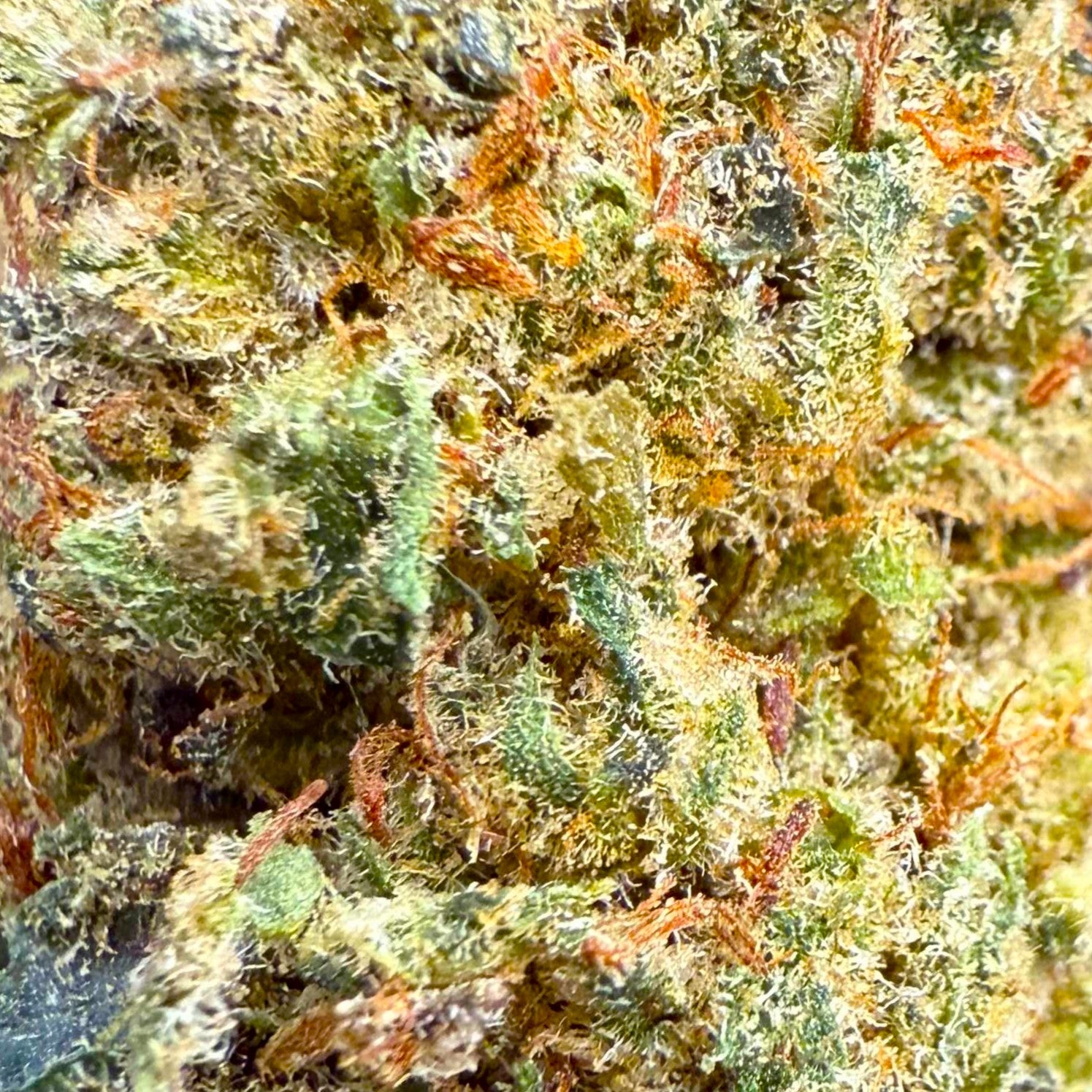 Charlotte's Angel 30% CBN hydroponique – fleur compacte et résineuse, effet puissant, soulage les troubles du sommeil – 5,83 €/g – Cdelafrappe