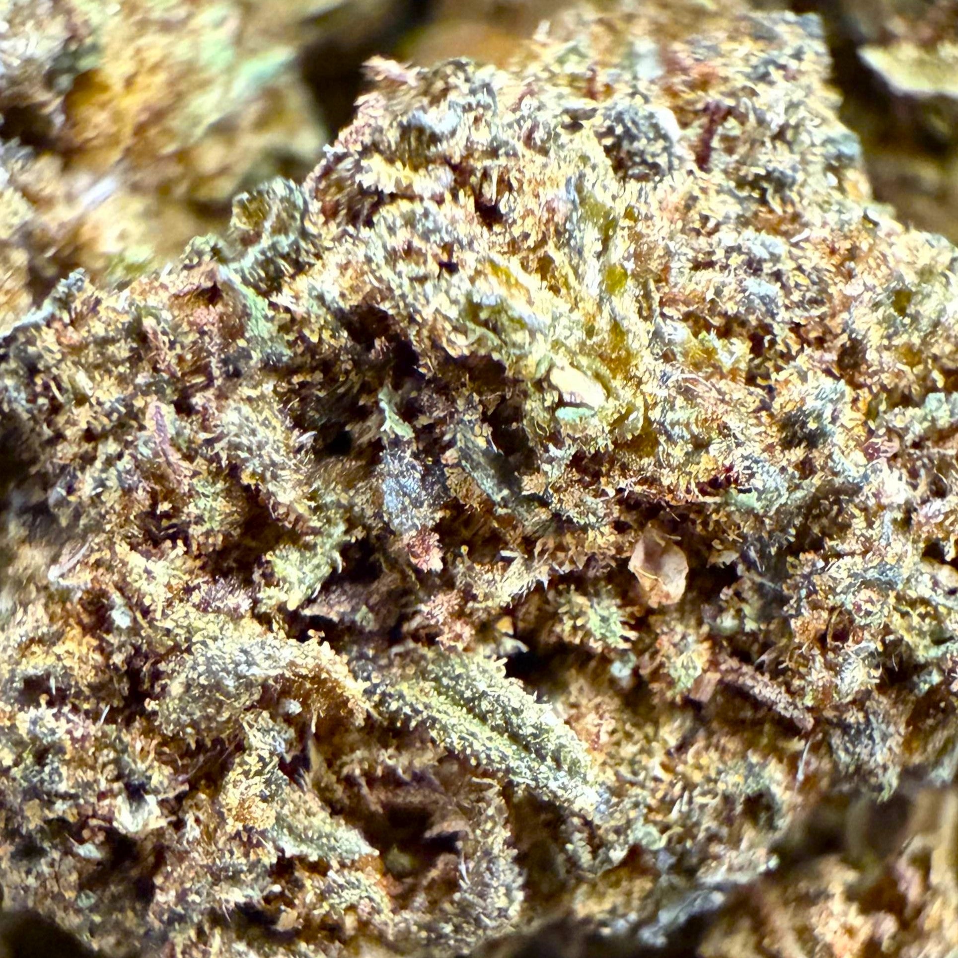 Fruity Budz CBD - Indoor