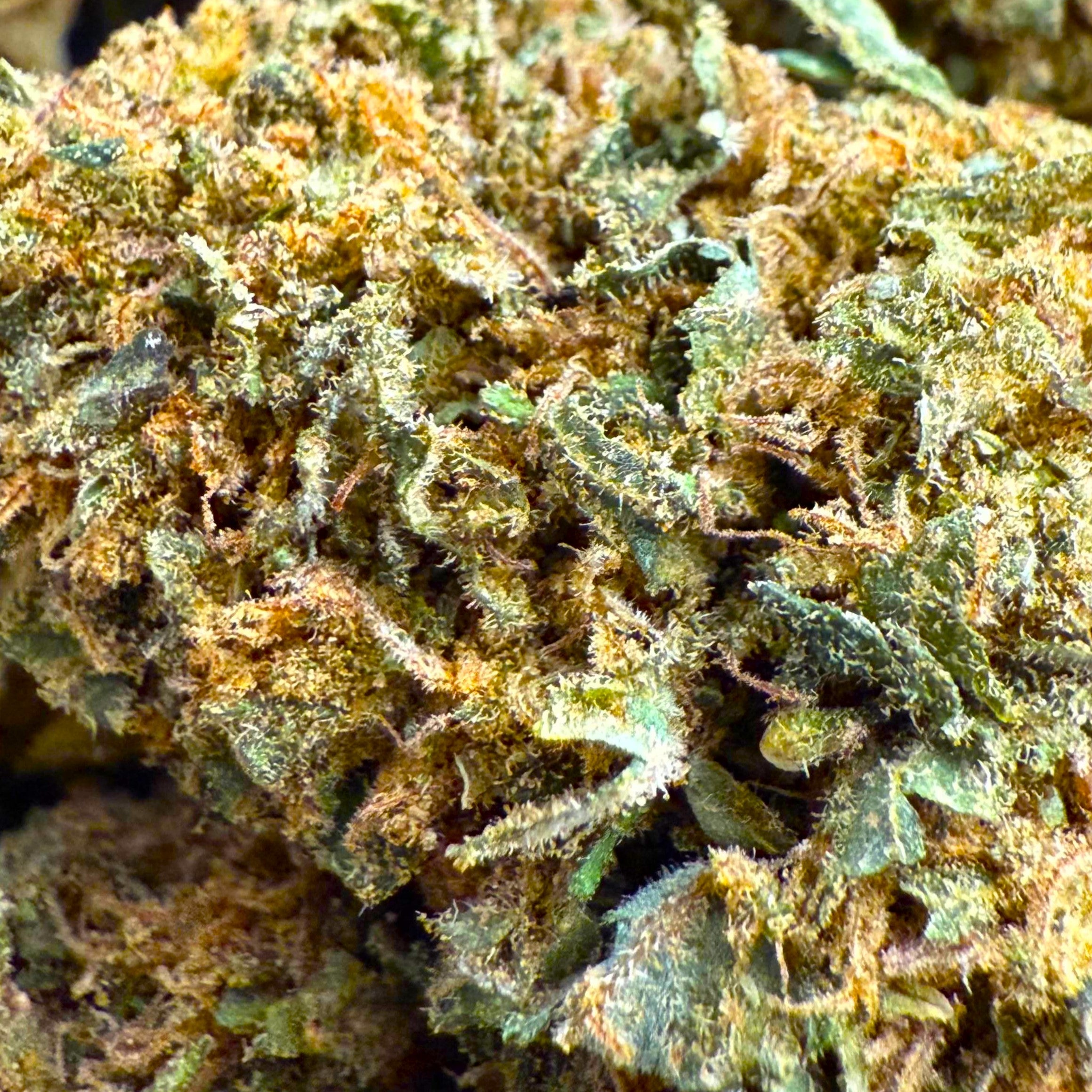 100G Harlequin 15% CBD - Indoor