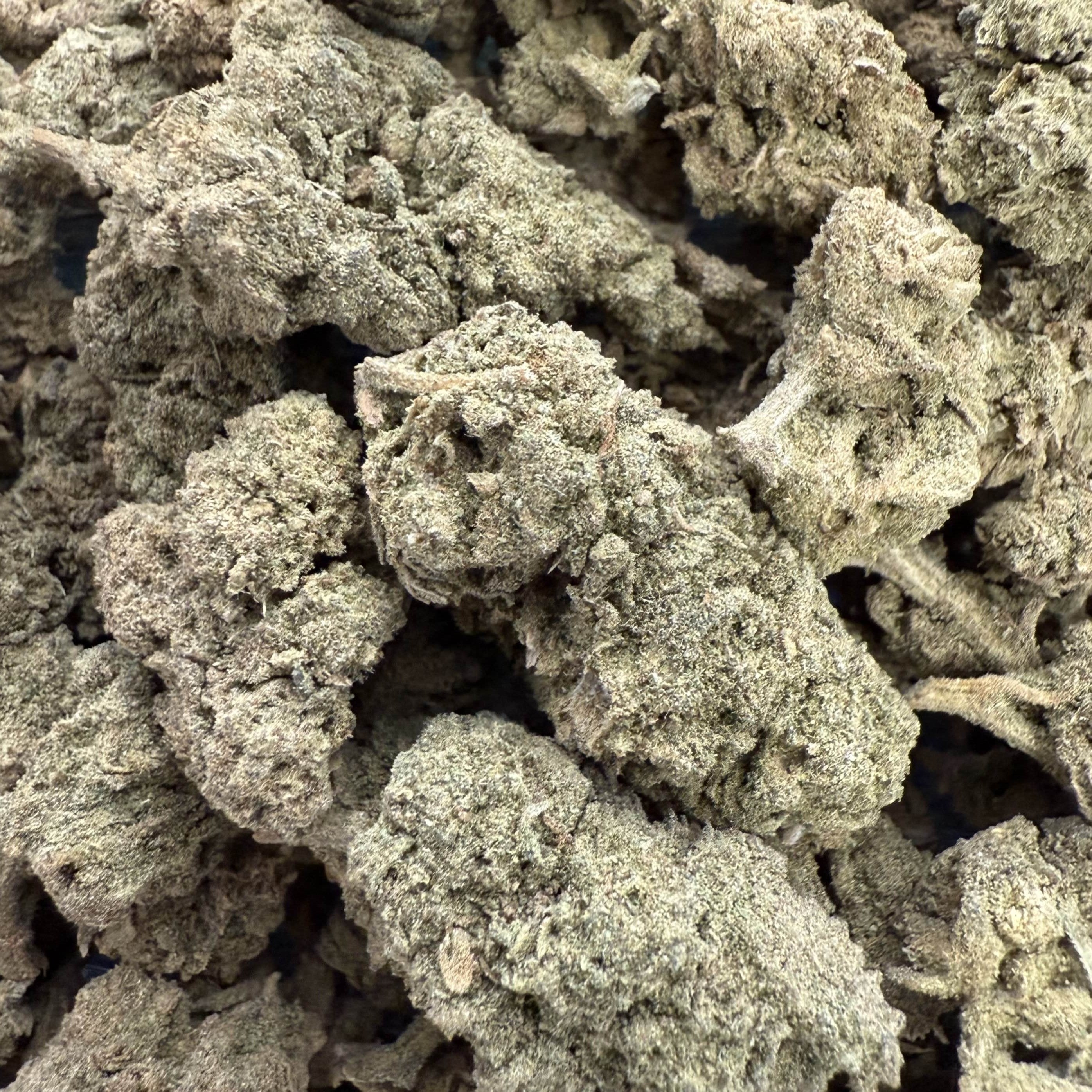 Jack Herer 15% CBD - Sans THC - Indoor