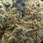 Gros plan fleur Mexican Sativa 10-OH-HHC 40% indoor – dense et brillante, effet puissant – 5,35 €/g – Cdelafrappe