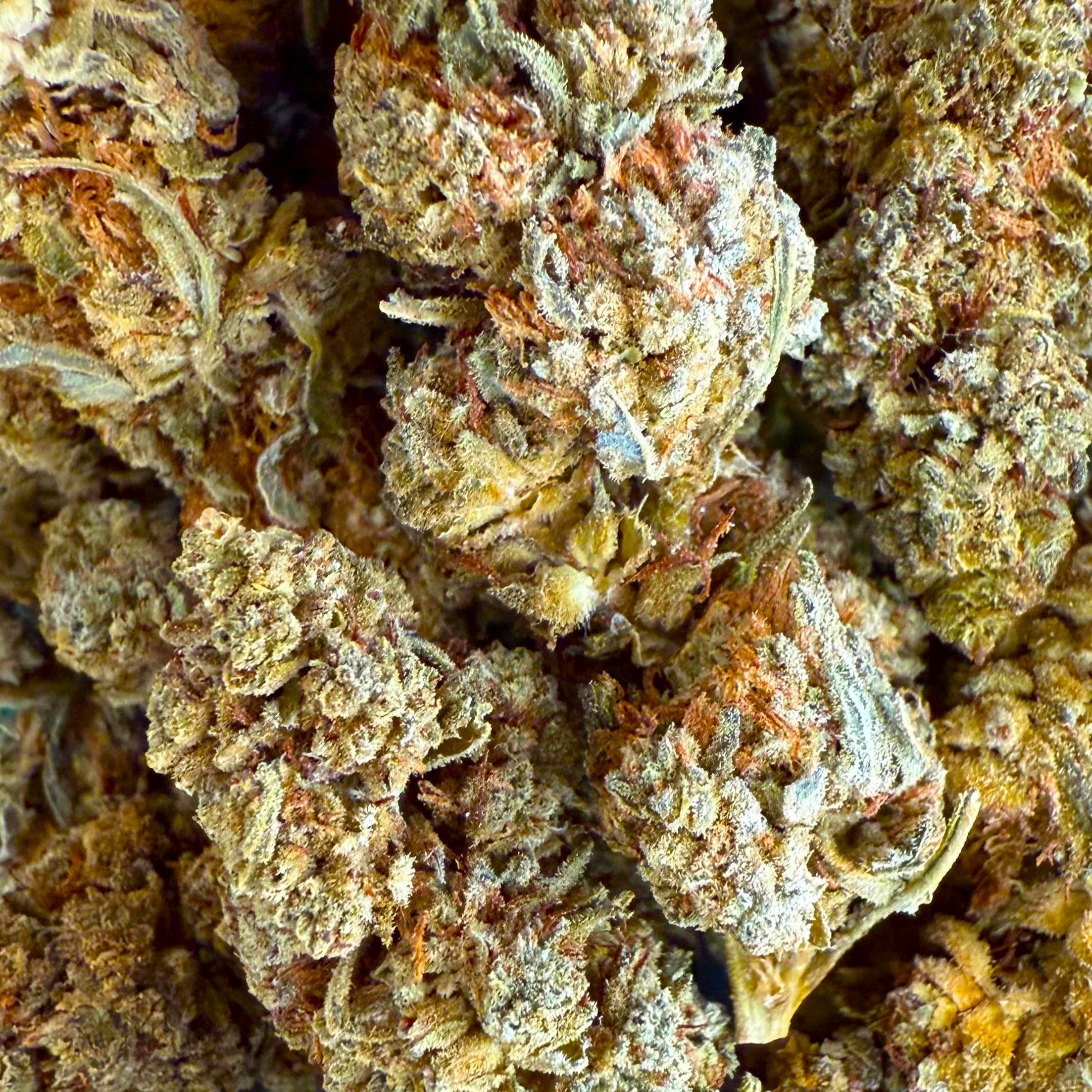 White Widow 15% CBD - Sans THC - Indoor